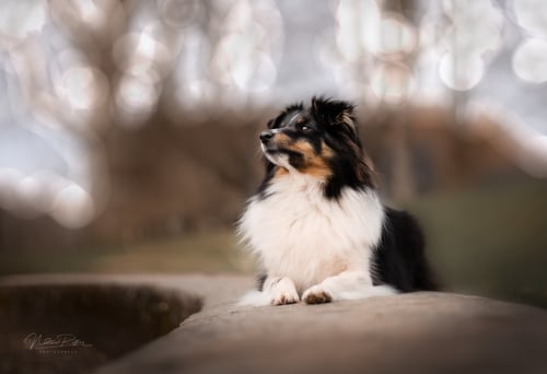 DSC_0516 DSC_0516