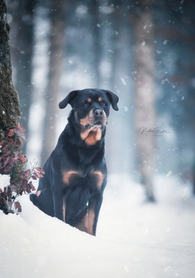 DSC_4569-Schnee-L DSC_4569-Schnee-L